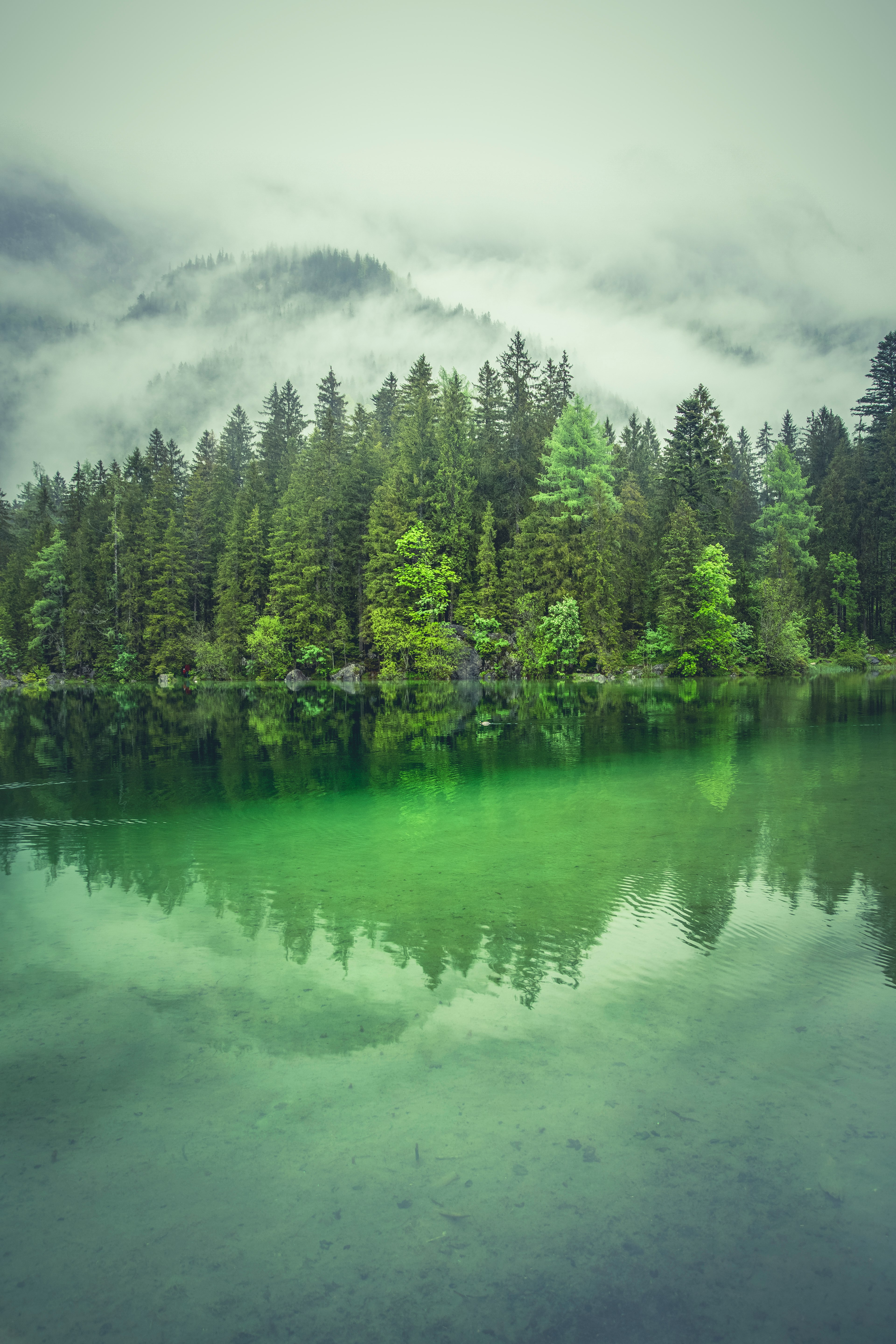 tall trees near river during daytime